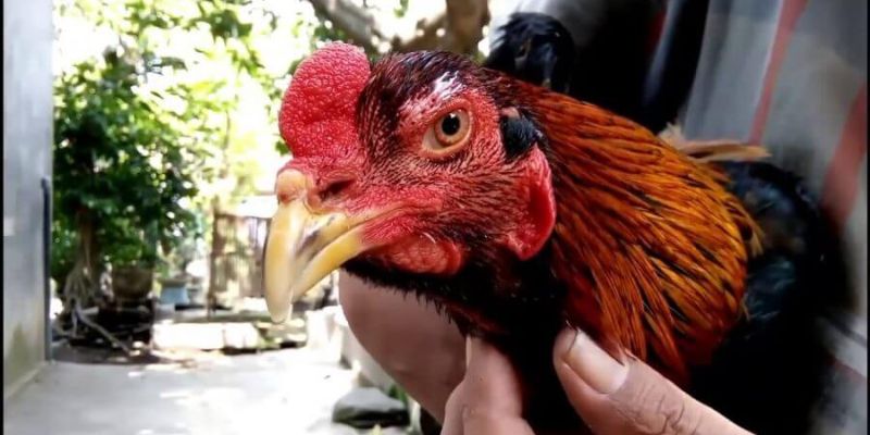 Các bí quyết xem mắt gà chọi hay từ chuyên gia