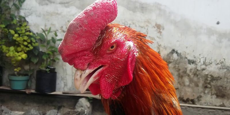 Các dấu hiệu giúp bạn xem mắt gà chọi hay