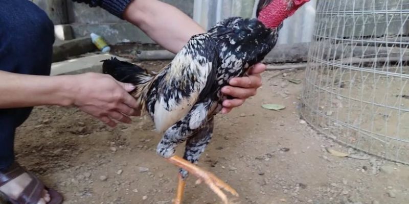 Các yếu tố cần quan tâm khi chăm sóc sức khỏe gà đá