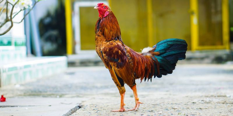 Cách chọn gà chọi hay qua 6 cách xem tướng