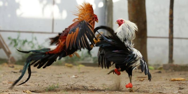 cách chọn gà chọi
