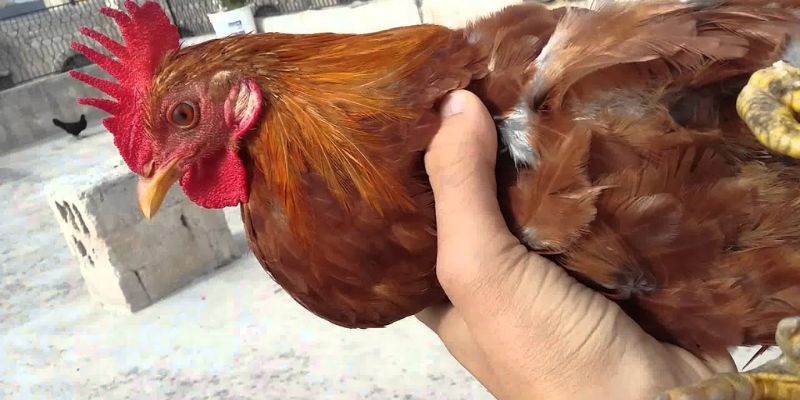 Cách điều trị gà bị sổ mũi hiệu quả nhất hiện nay