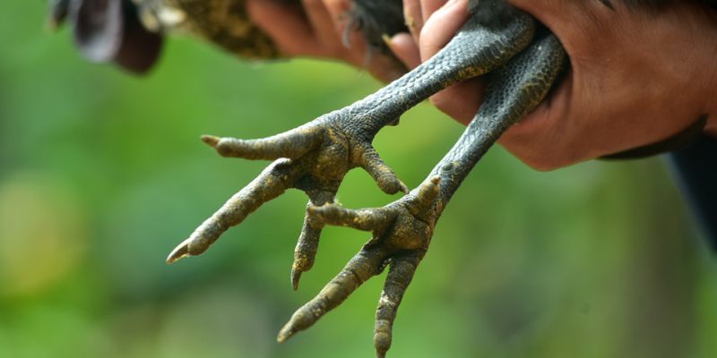 Cách nhận biết gà chân chì tốt hay xấu từ sư kê