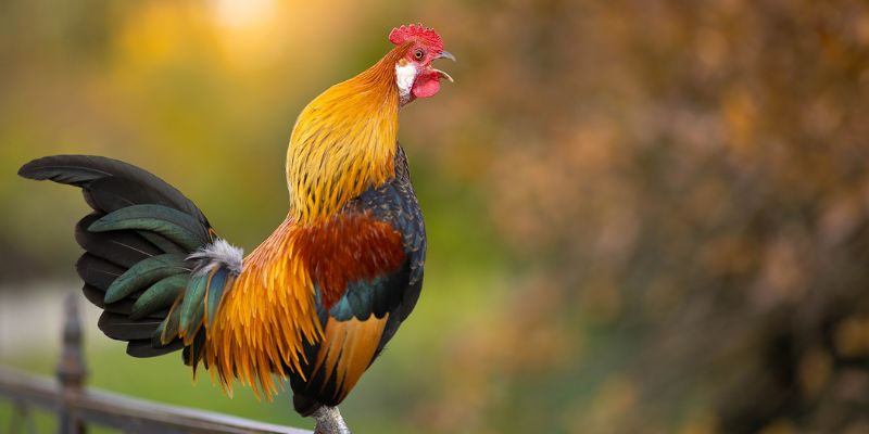 Cách phân biệt tiếng gà gáy đoán chiến kê