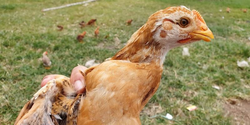 Cách trị gà bị sổ mũi
