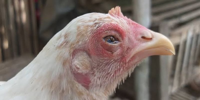 Cách trị gà bị sổ mũi do nhiễm vi khuẩn