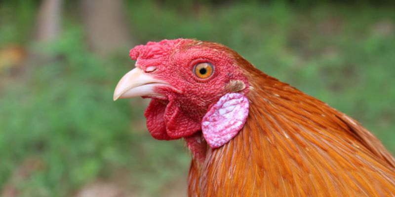 Chăm sóc và nuôi dưỡng gà Asil