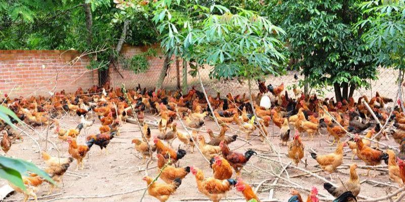 Chọn giống gà chất lượng