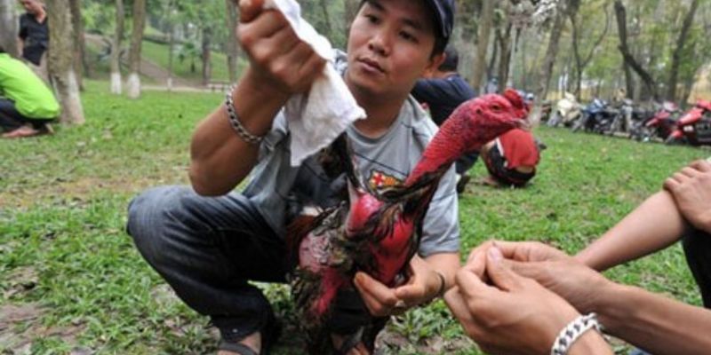 Chú trọng chế độ ăn uống cho kê chiến