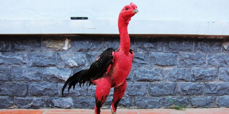 Đặc điểm của những giống gà đá thái hiện nay