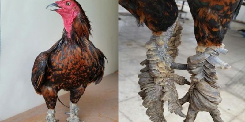 Gà mái vảy rồng được nhiều người tìm kiếm