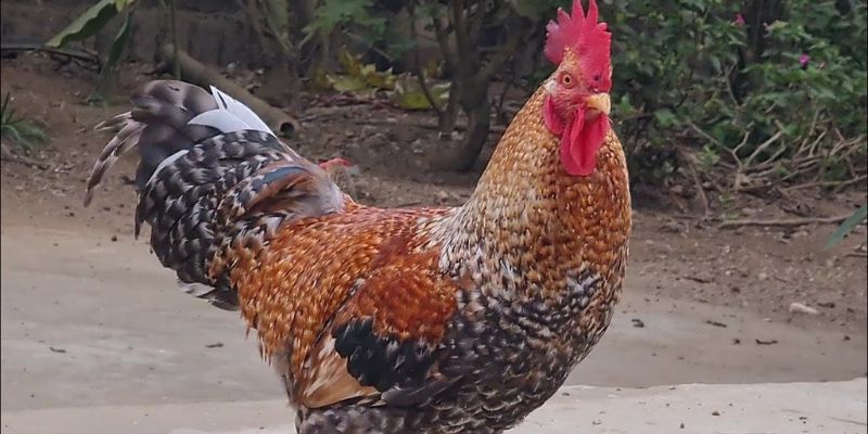 Bán Gà Mái Vảy Rồng
