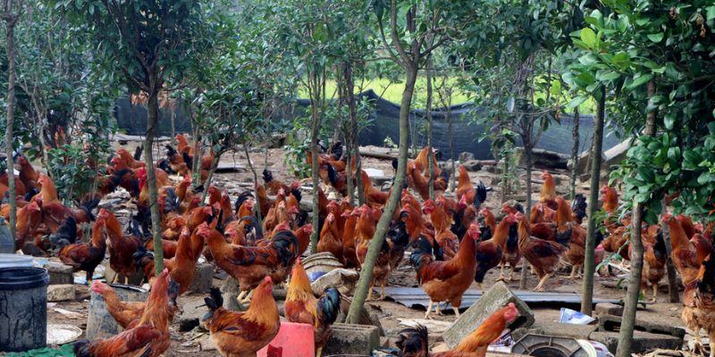 Giới thiệu chi tiết về kỹ thuật nuôi gà thả vườn