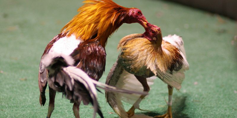 Giới thiệu gà tre đá cựa