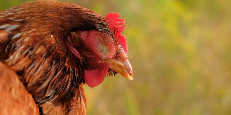 Giới thiệu tổng quan về căn bệnh sổ mũi ở gà