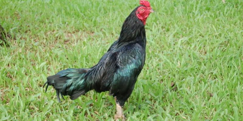 Giới thiệu về gà Asil Lai Mỹ