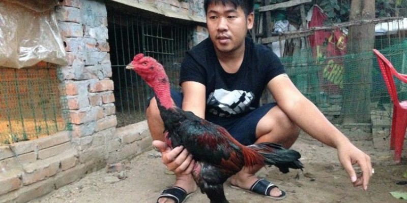 kỹ thuật chăm sóc gà đá