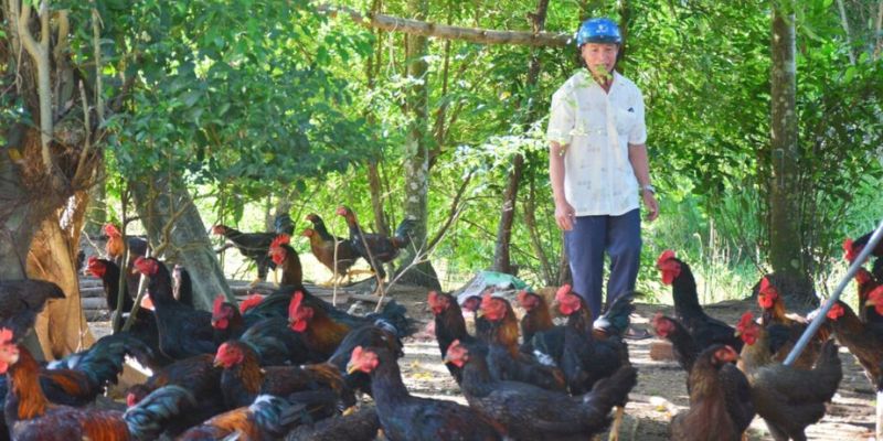 Kỹ thuật nuôi gà thả vườn: Chuẩn bị môi trường
