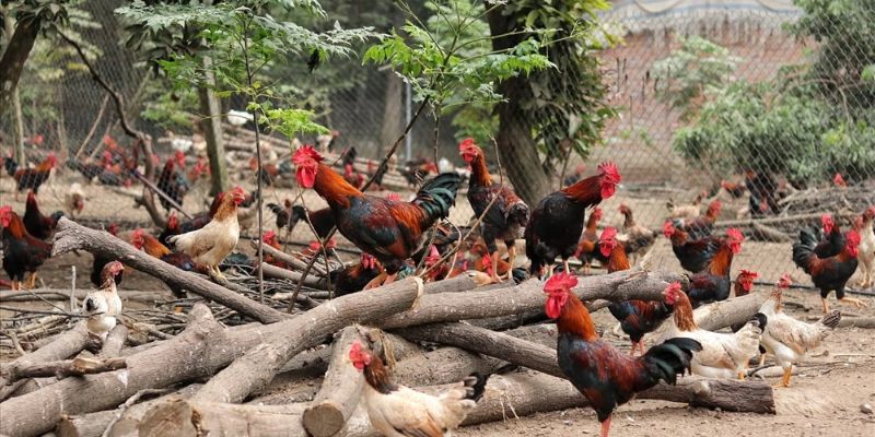 kỹ thuật nuôi gà thả vườn