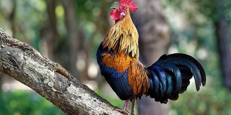 Lựa chọn những con gà đá hay qua số âm thanh của tiếng gà gáy