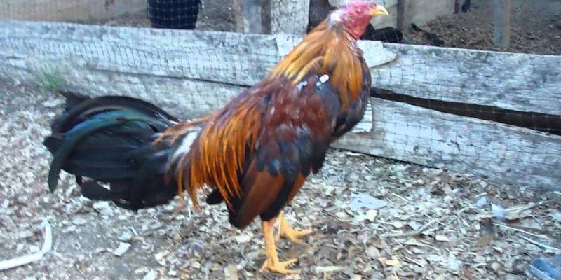 Một số đặc điểm nổi bật Gà Cao Lãnh Đồng Tháp