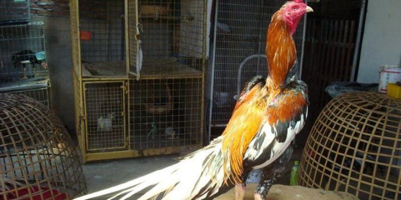 Một số những giống gà chọi thái được tin dùng nhất