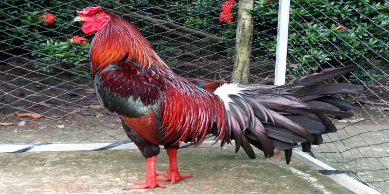 Nguồn gốc giống gà đá thái lan