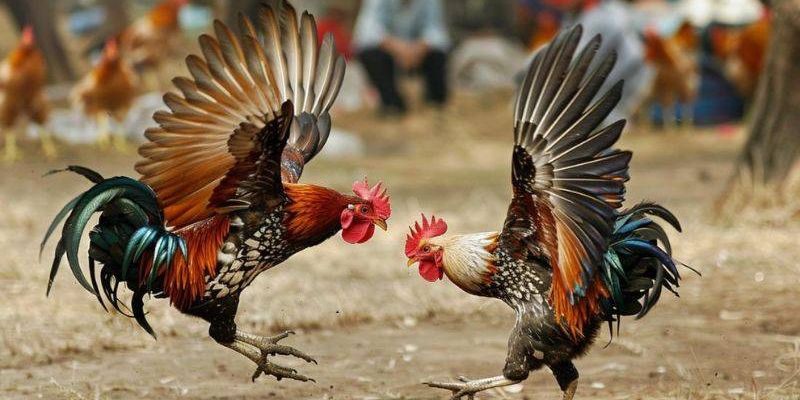 Những kinh nghiệm khi đặt cược gà tre