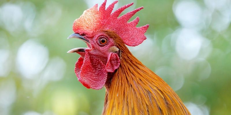 Tìm hiểu việc phân biệt tiếng kê gáy