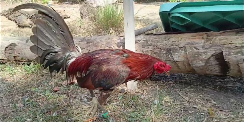 Tìm hiểu về nguồn gốc gà Cao Lãnh