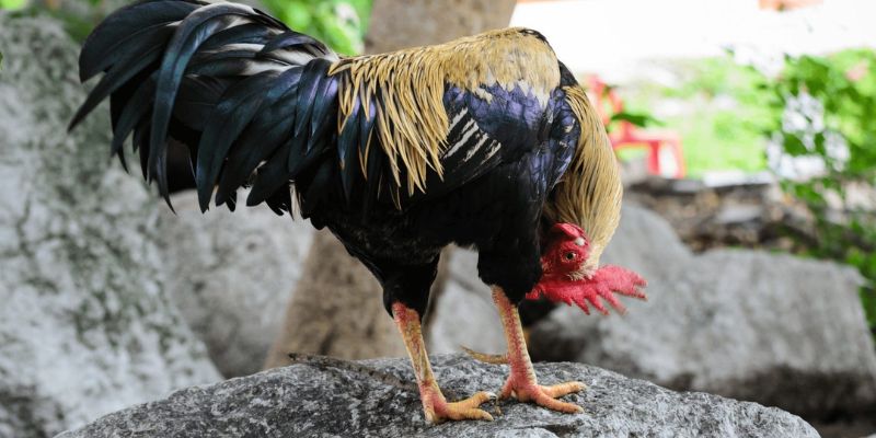 Xem cánh cũng là một cách chọn gà chọi đá hay
