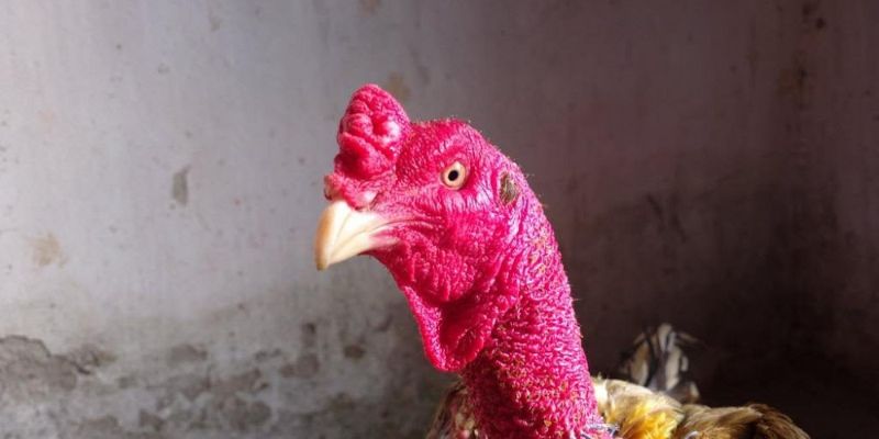 Xem mắt gà chọi hay qua việt phân biệt các loại mắt