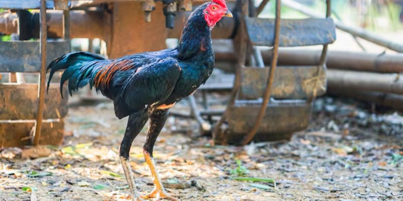 Xem tiếng gáy là cách chọn gà chọi hiệu quả