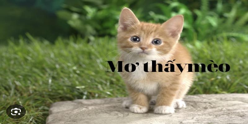 Nằm Mơ Thấy Mèo